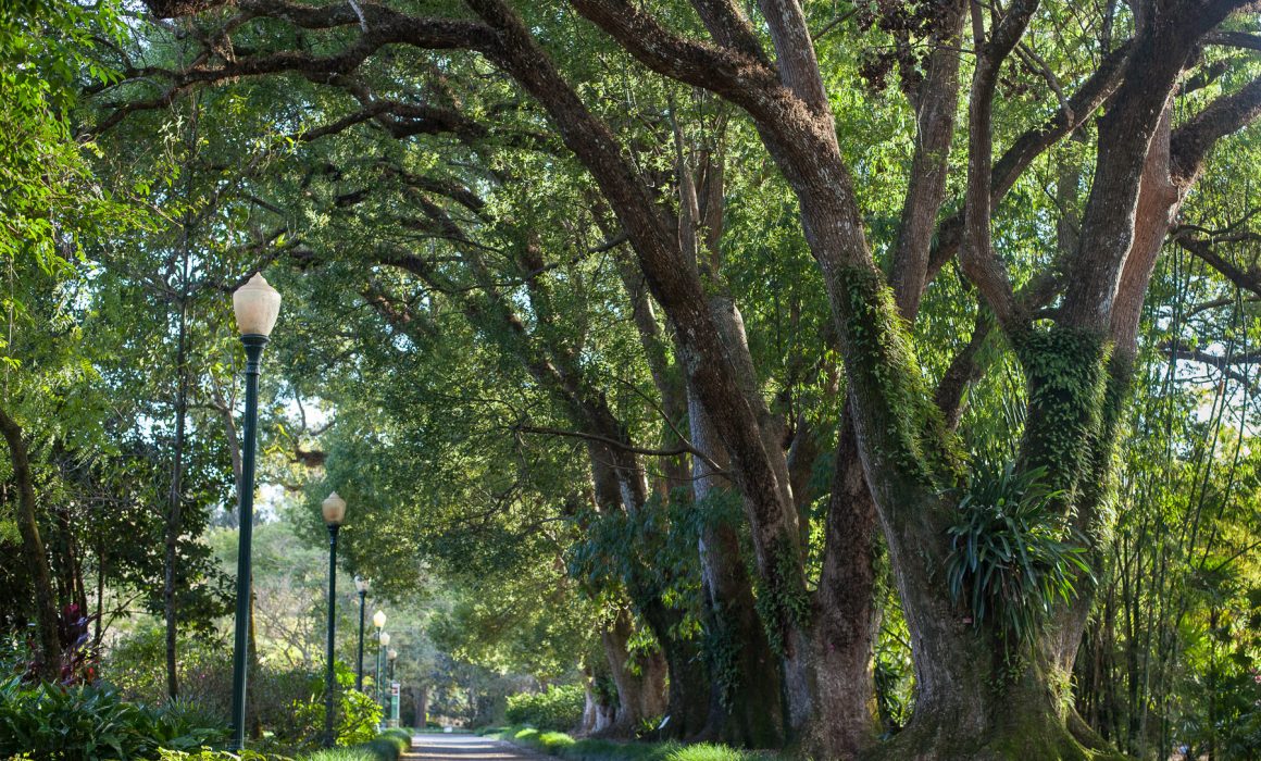 Cultivated and Wild Garden Photography. Camphor Tree Allée, Leu Gardens Florida