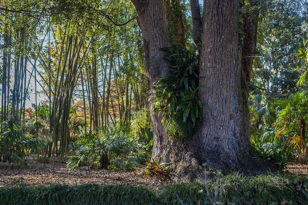 camphor trees resurrection ferns bromeliads leu gardens