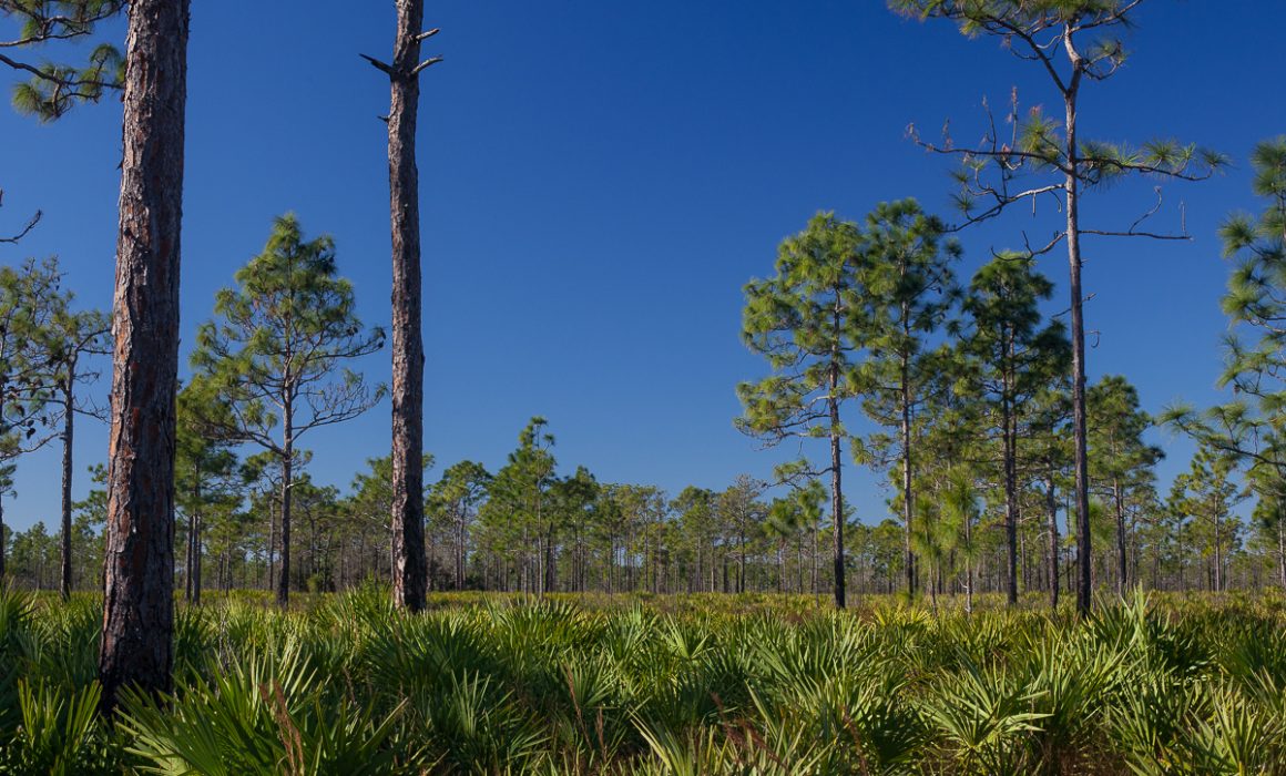 Hal Scott Preserve and Park Orlando Florida