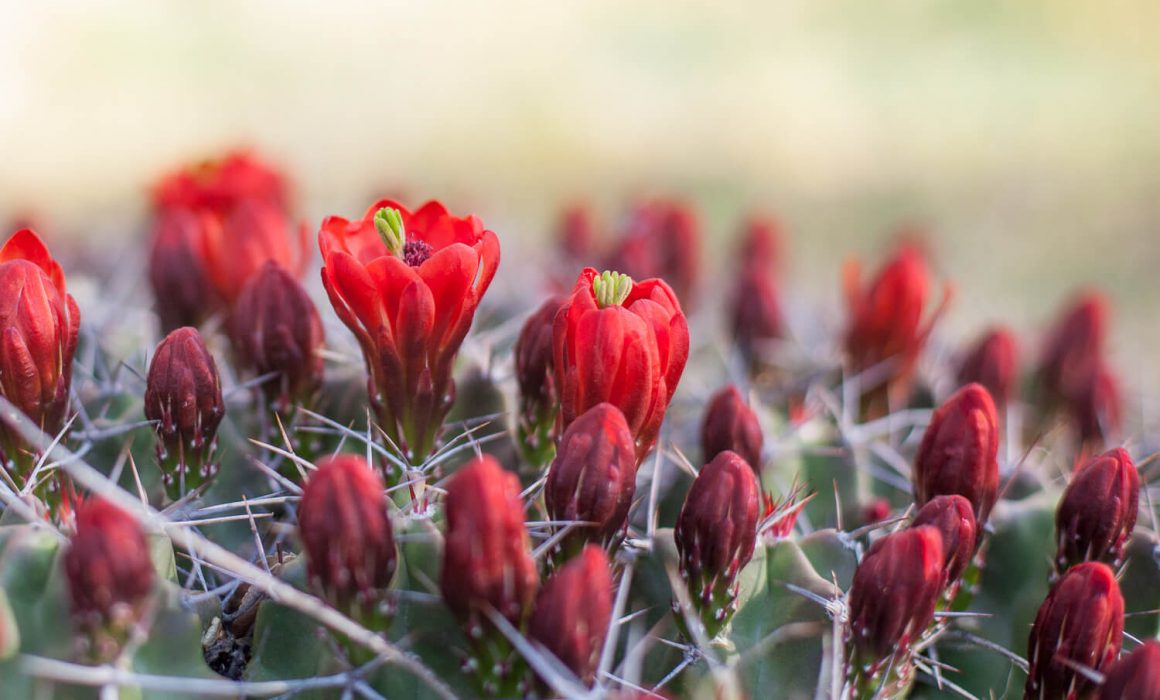 Claret Cup Cactus Ghost Ranch