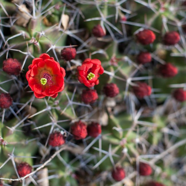 Claretcup Cactus (Echinocereus triglochidiatus)