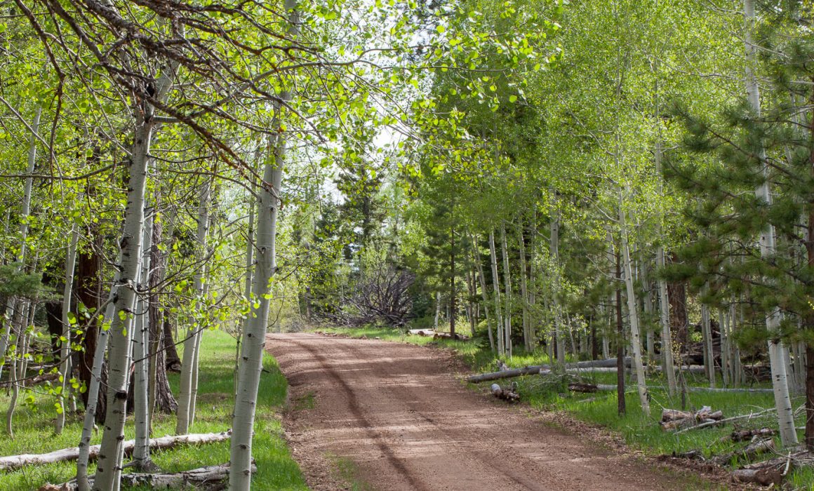 Aspen tree road