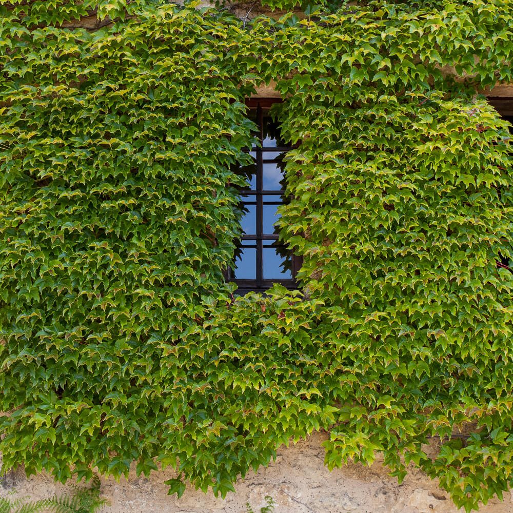 Ivy on the Manoir de Tarde in La Roque de Gageac, France