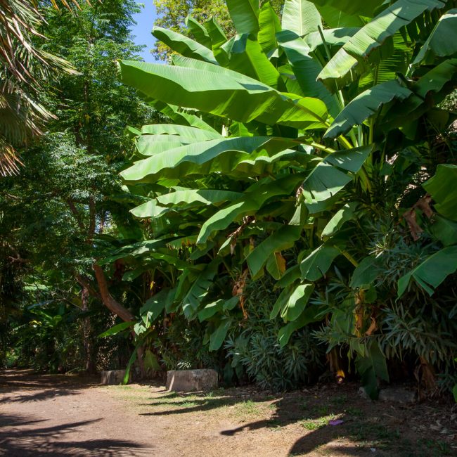 L’allee des Bananiers in the Gardens of La Roque de Gageac Banana Trees