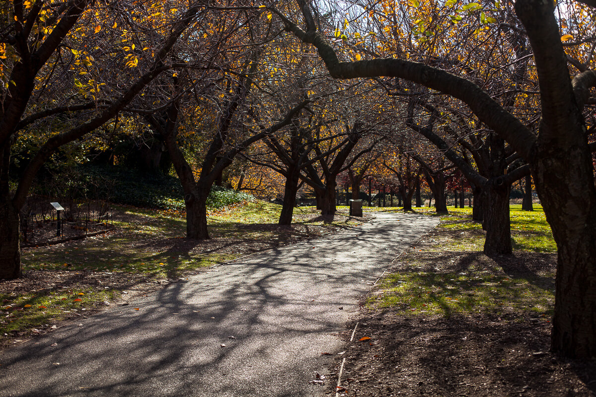 cherry path brooklyn botanic garden