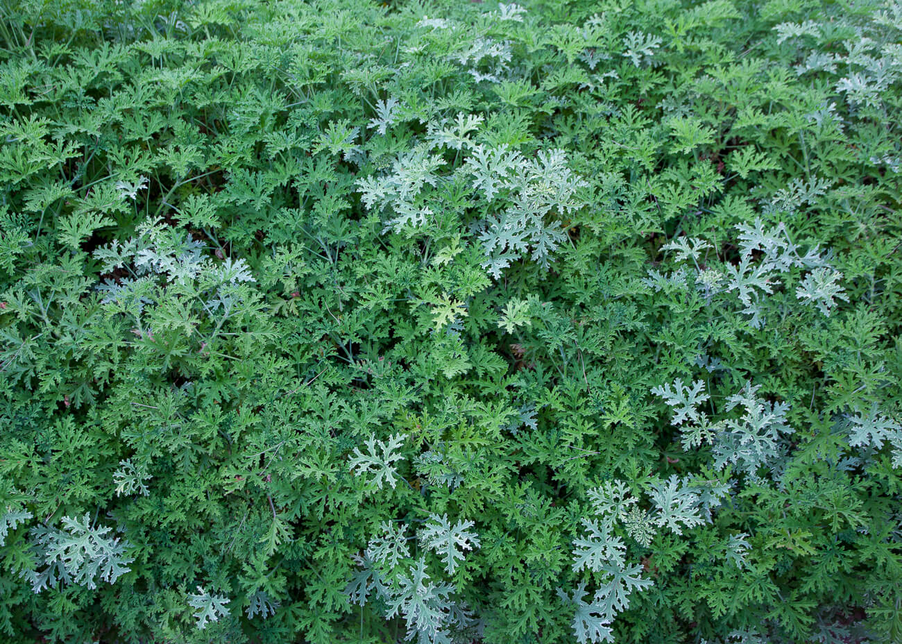 Pelargonium geranium passage jardins de cap roig