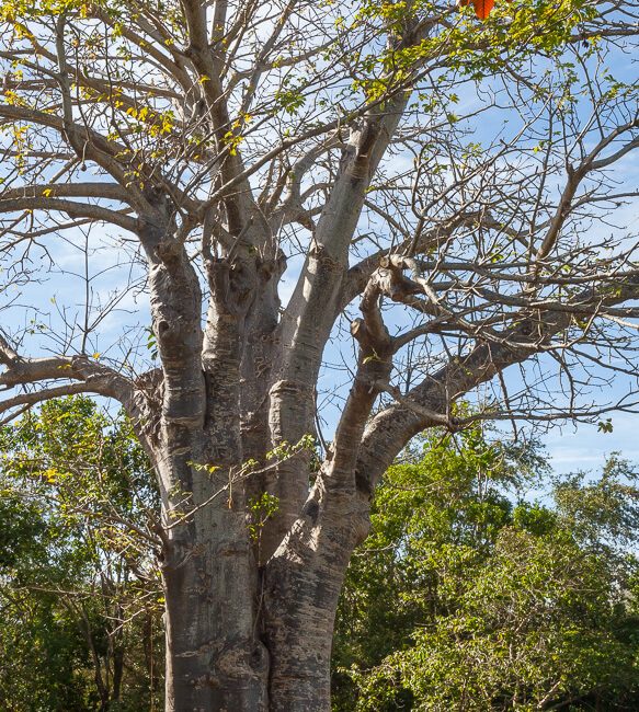 Fairchild Tropical Botanic Garden baobab