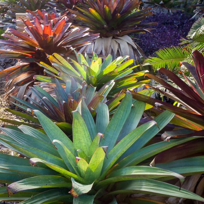 Fairchild Tropical Botanic Garden bromeliads