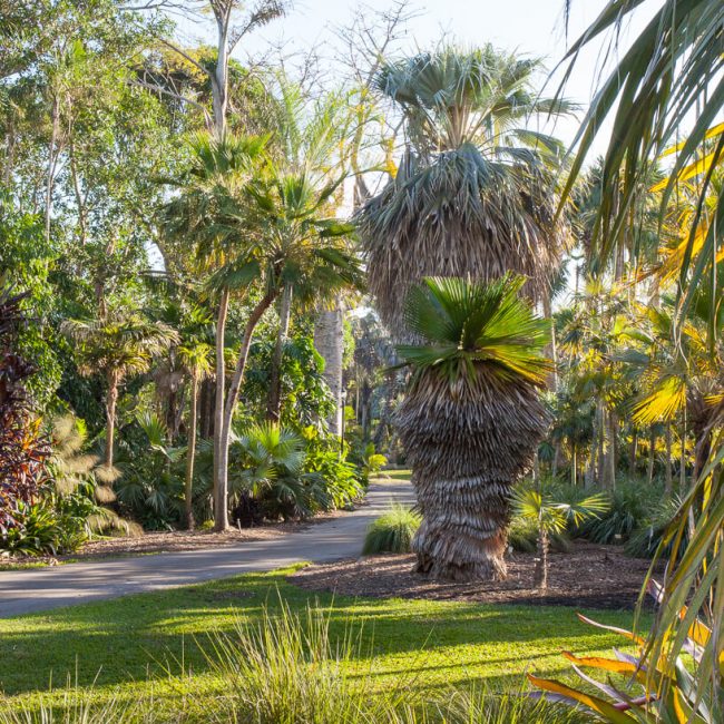 Montgomery Palmetum petticoat palm (Copernicia macroglossa) fairchild tropical botanical garden
