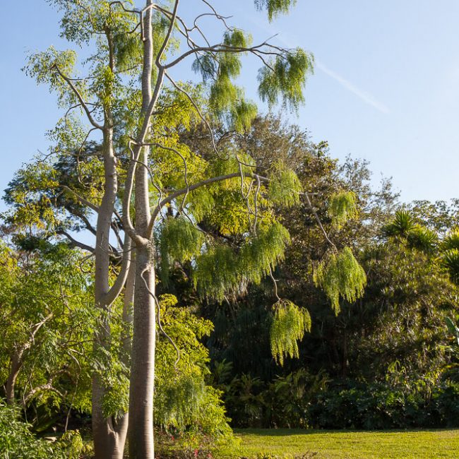 Moringa drouhardii and M. hildebrandtii fairchild tropical botanic garden
