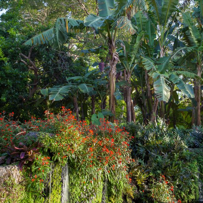 Fairchild Tropical Botanic Garden Sibley Victoria amazonica pool