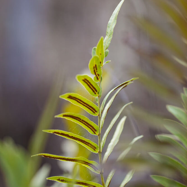 Swamp fern (Blechnum serrulatum) big cypress national preserve