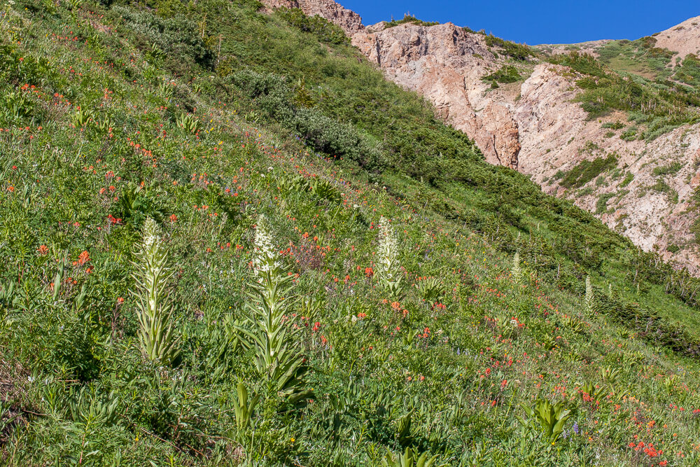 Monument Plant (Swertia radiata) Rustler Gulch Crested Butte Wildflower