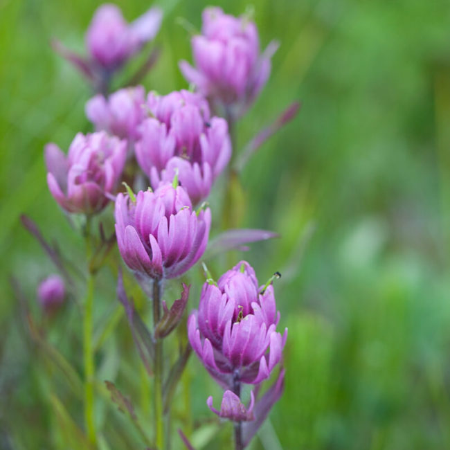 Alpine Paintbrush, Rosy Paintbrush (Castilleja rhexifolia) Crested Butte Wildflowers Colorado