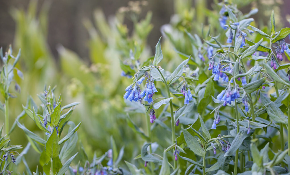 rustler gulch wildflowers crested butte, colorado