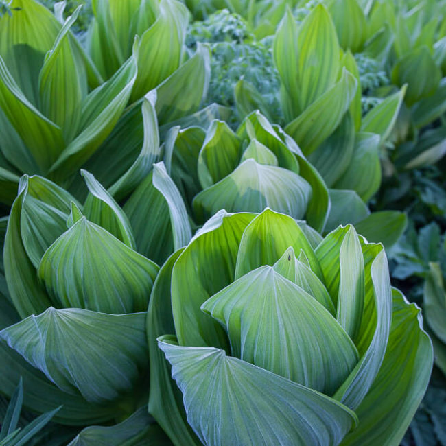 Corn lily (Veratrum viride) Crested Butte