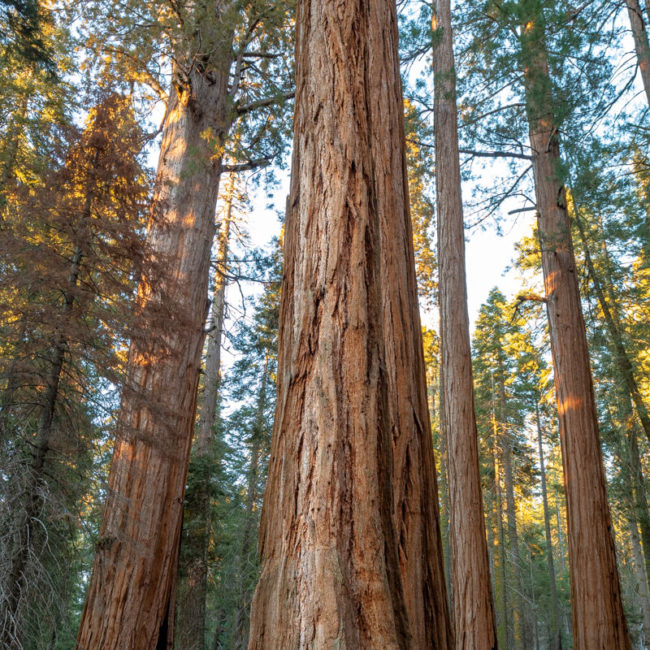 Sequoia National Park Trees