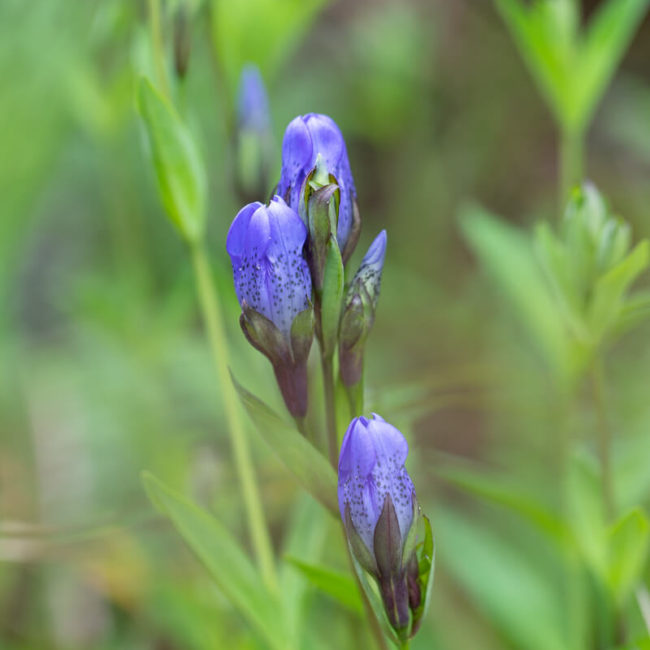Ozette Triangle, Olympic National Park, King's Scepter Gentian (Gentiana sceptrum)