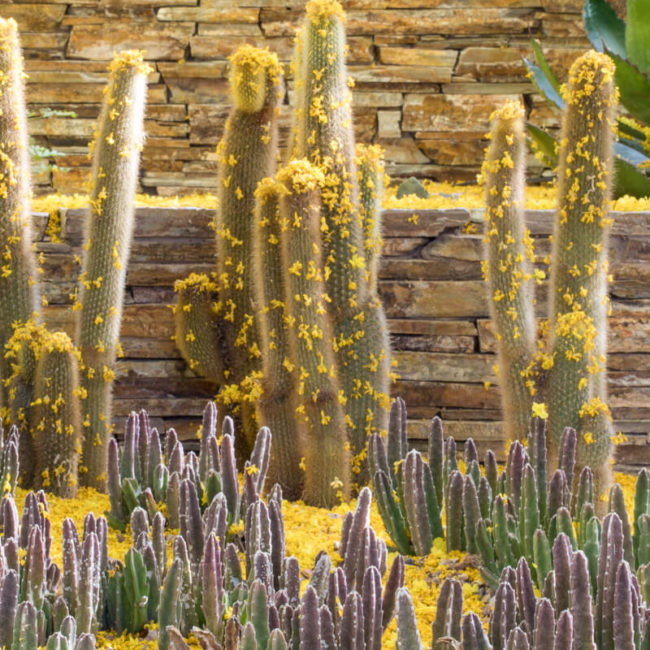 palo verde flowers, desert botanical garden, phoenix arizona
