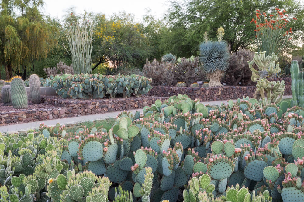 optunia cacti, desert botanical garden, phoenix arizona