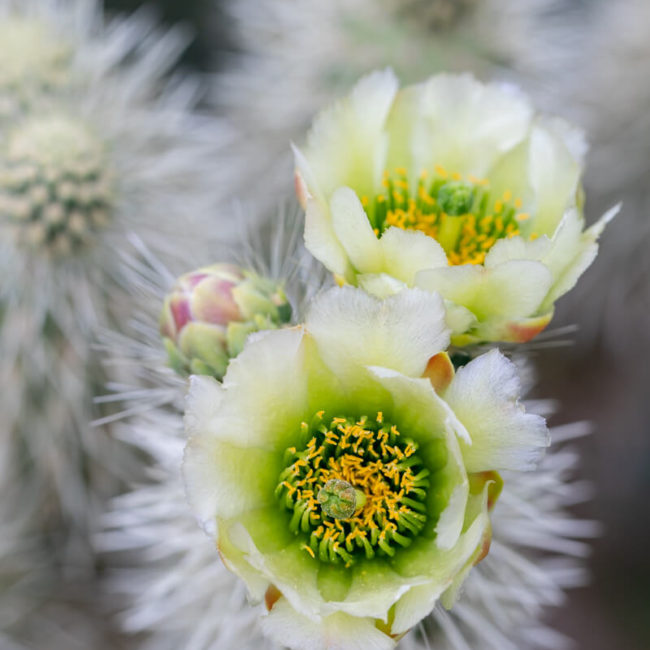 teddybear cactus (Cylindropuntia bigelovii) flowers, desert botanical garden