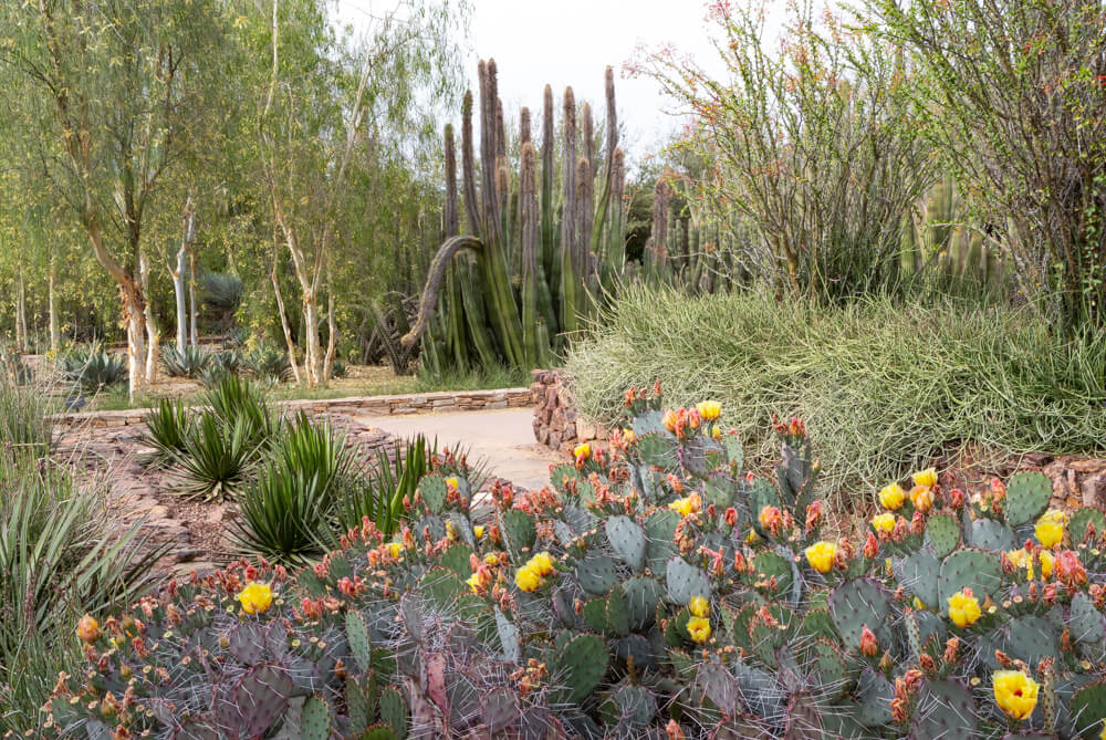 Explore Desert Botanical Garden | Arizona Garden | Cultivated and Wild