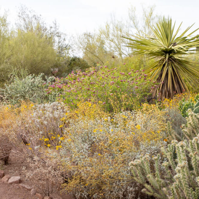desert botanical garden wildflower trail