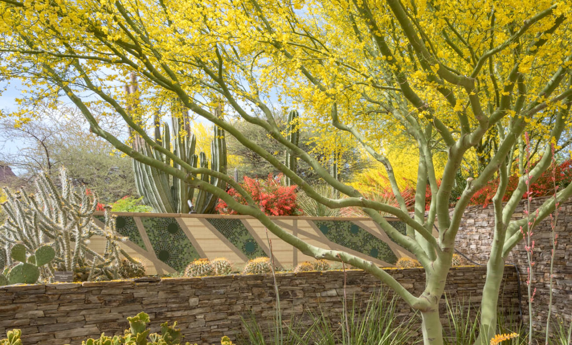 Explore Desert Botanical Garden Arizona Garden Cultivated And Wild