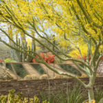 desert botanical garden phoenix arizona palo verde