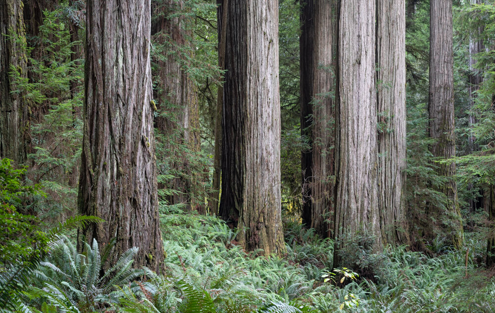 Tree Photography | Cultivated and Wild