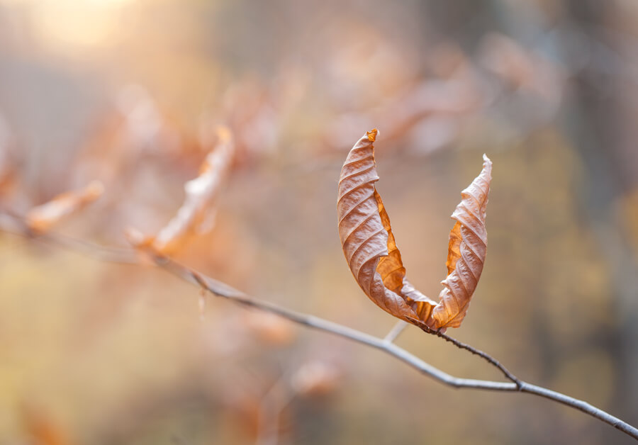 winter photography inspiration: dried beech leaves on a branch