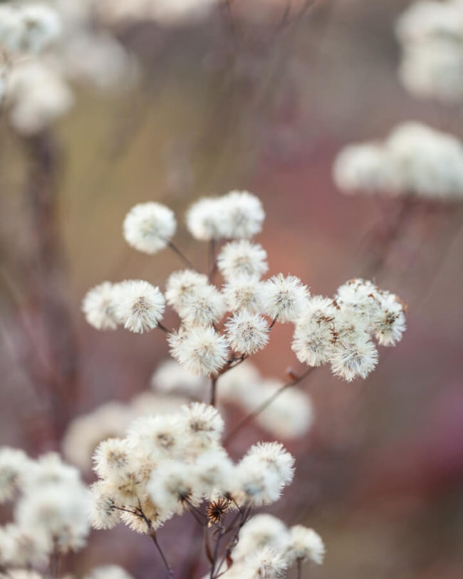 winter photography inspiration: dried seed head