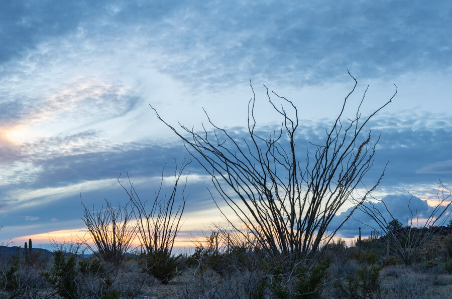 winter photography inspiration: silhouette of ocotillo plants against a blue sunset