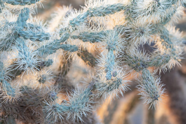 winter photography inspiration: a backlit cholla cactus with its needles illuminated
