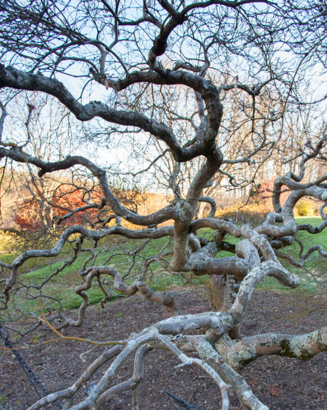 winter photography inspiration: contorted Japanese maple tree branches without leaves