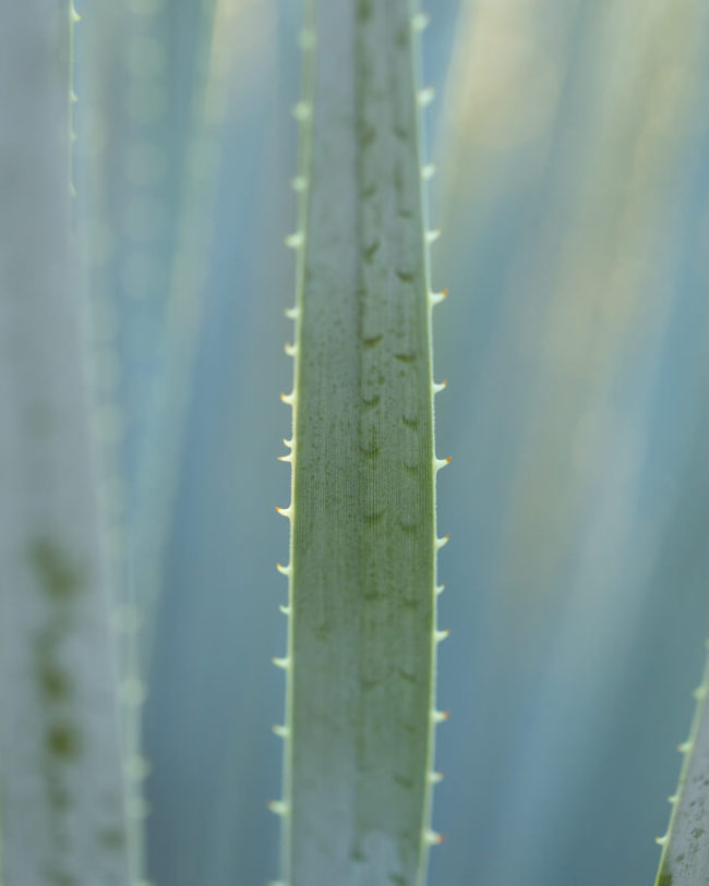 winter photography inspiration: close up of an yucca leaf