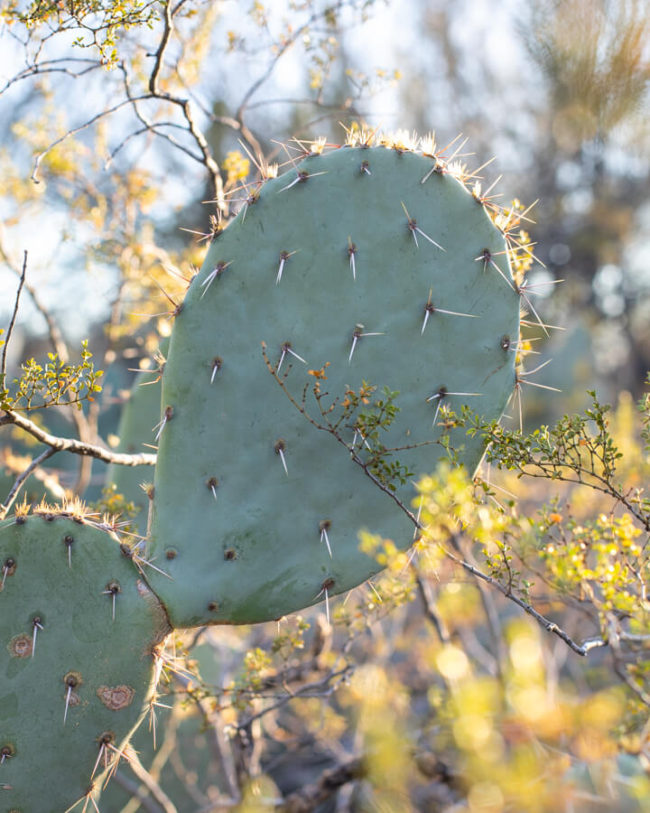 winter photography inspiration: cactus pad growing amid creosote bush