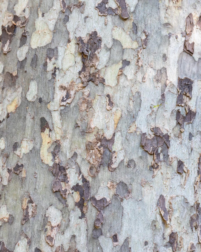 winter photography inspiration: Platanus wrightii (Arizona Sycamore) tree bark