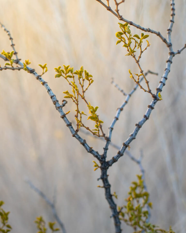 winter photography inspiration: close-up of a creosote branch and leaves