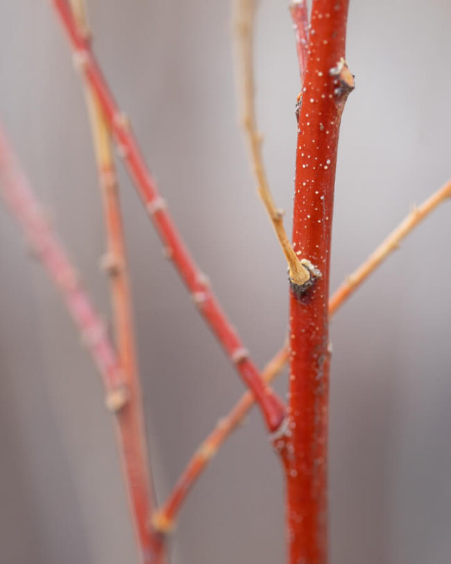winter photography inspiration: red bush or tree stems