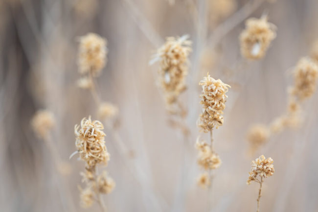 winter photography inspiration: dried flower seedheads