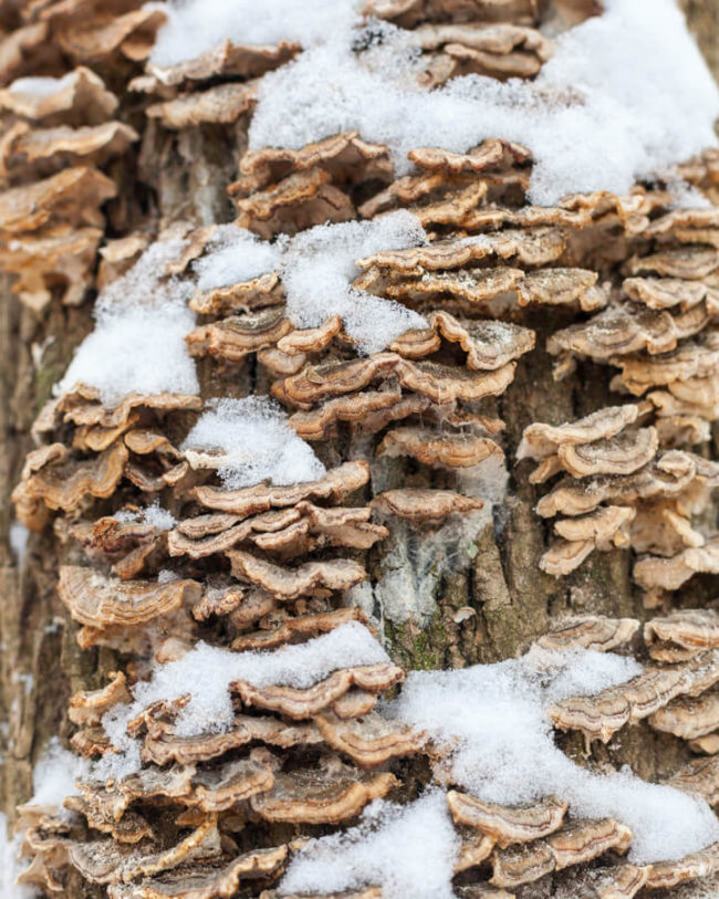 winter photography inspiration: a close-up of mushrooms growing on a tree with snow