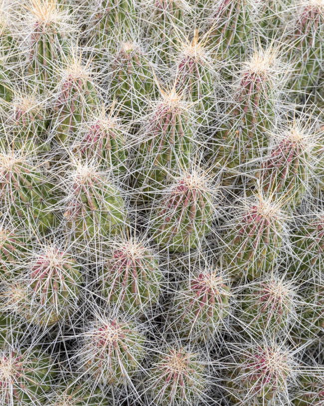 winter photography inspiration of a hedgehog cactus with sharp needles.