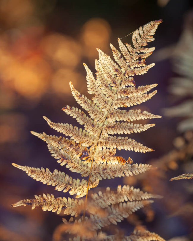 winter photography inspiration of dried golden ferns.