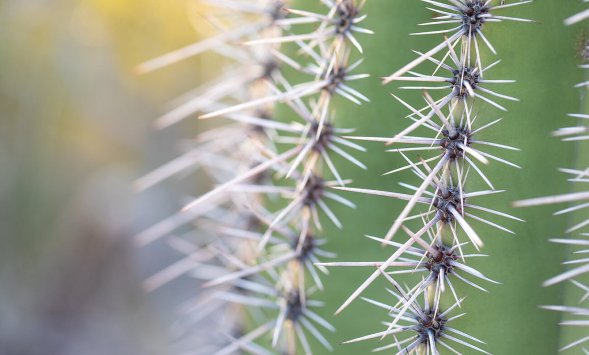 winter photography inspiration; a close-up of a saguaro cactus needles