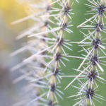 winter photography inspiration; a close-up of a saguaro cactus needles
